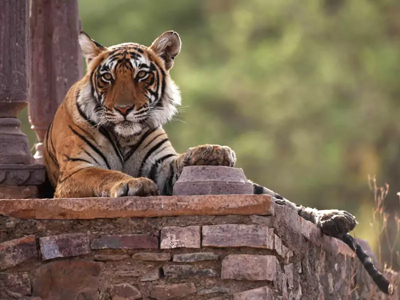 Rajasthan Wildlife Safari with Taj