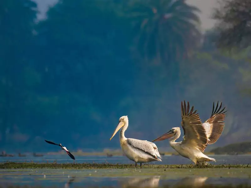 Birdwatching & Tiger Safari Tour from Delhi