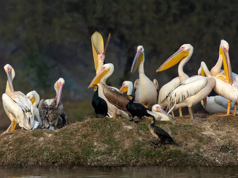 Golden Triangle Tour with Bharatpur & Ranthambore