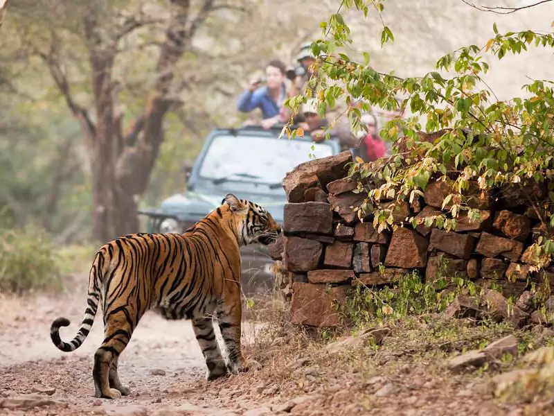 Golden Triangle Tour with Ranthambore