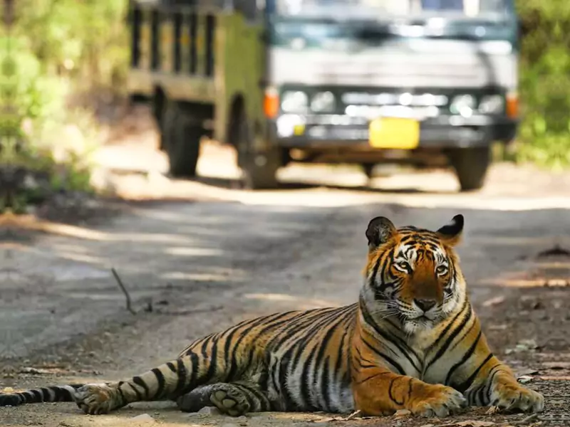 Ranthambore Day Safari from Jaipur