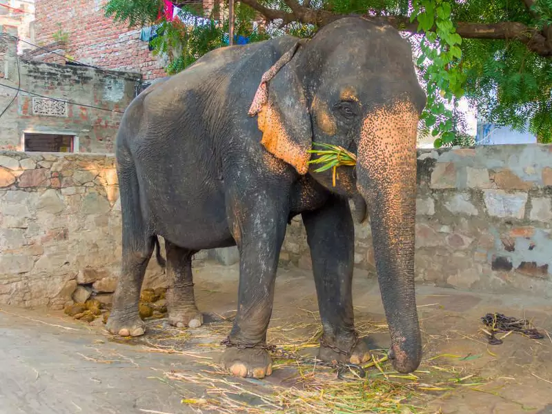 Jaipur Elephant Village Safari Tour