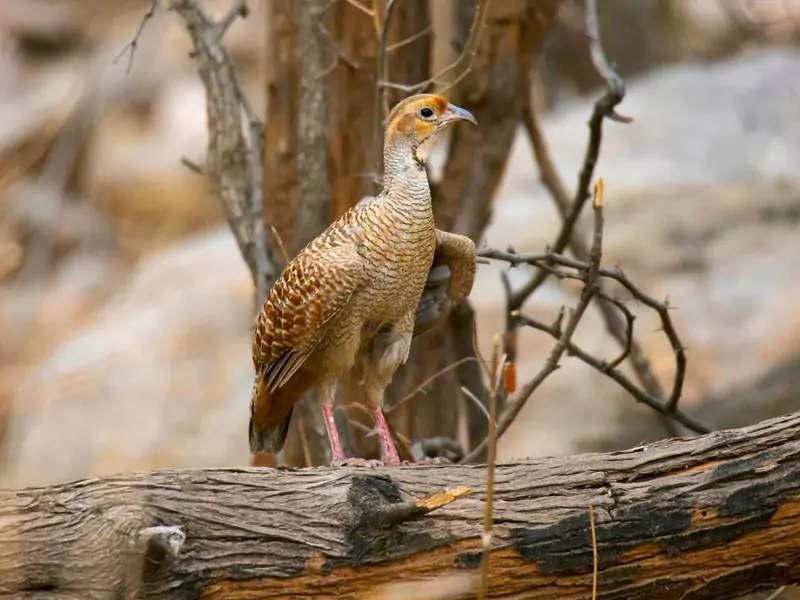 Jhalana Leopard Safari Tour in Jaipur