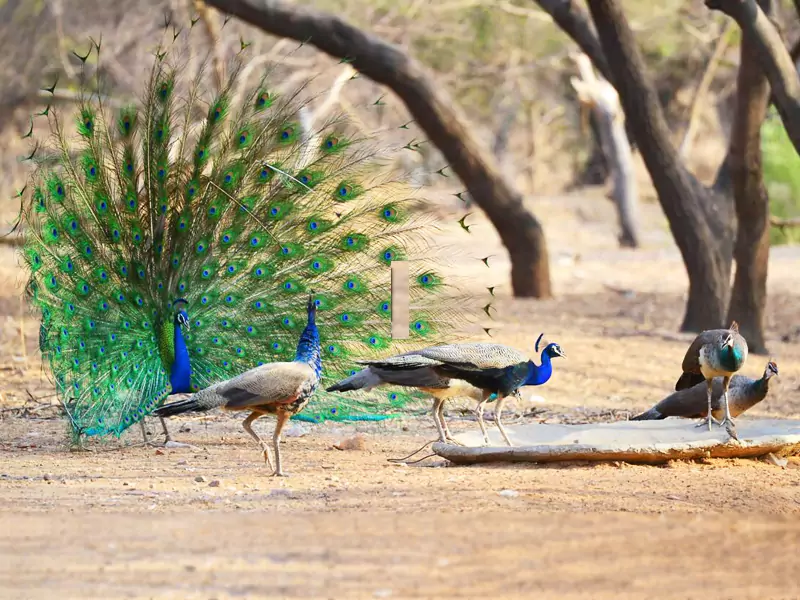 Jhalana Leopard Safari Tour in Jaipur