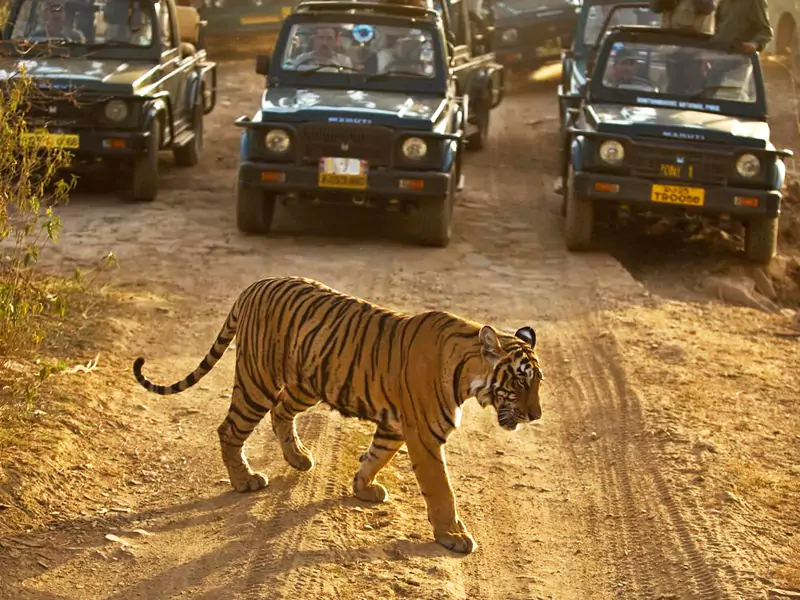 Ranthambore Day Safari from Jaipur