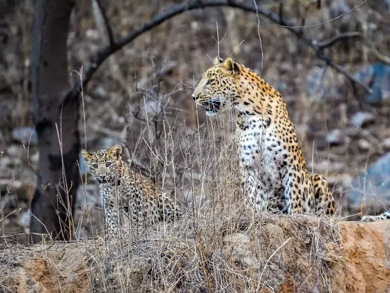 Jhalana Leopard Safari Tour in Jaipur
