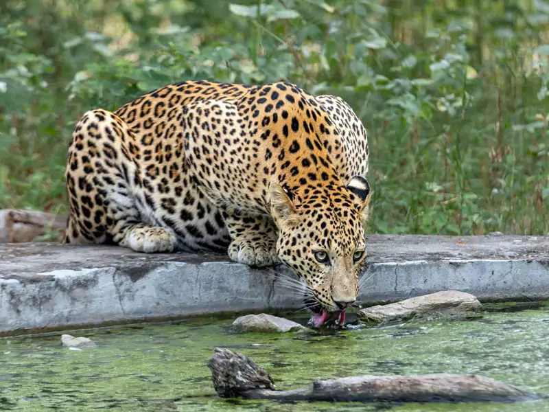 Jhalana Leopard Safari Tour in Jaipur