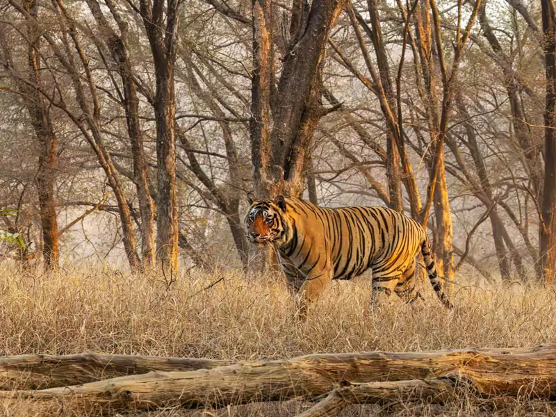 Ranthambore Day Safari from Jaipur