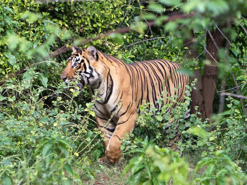 Sariska Wildlife Day Tour from Jaipur