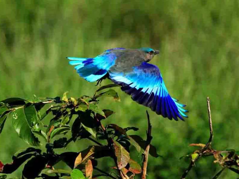 Udaipur Ranthambore Bharatpur Agra Tour