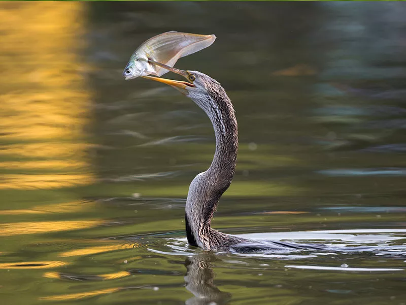 Udaipur Ranthambore Bharatpur Agra Tour