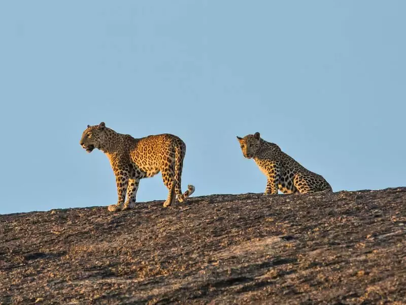 Udaipur Jawai Ranakpur Kumbhalgarh Tour